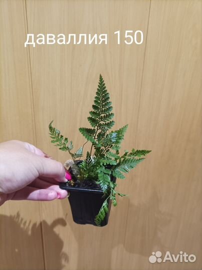 Домашние растения