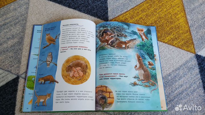 Книга Райхенштеттер Совы Познавательные истории