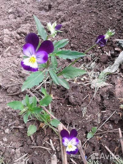 Трехцветная виола (фиалка)