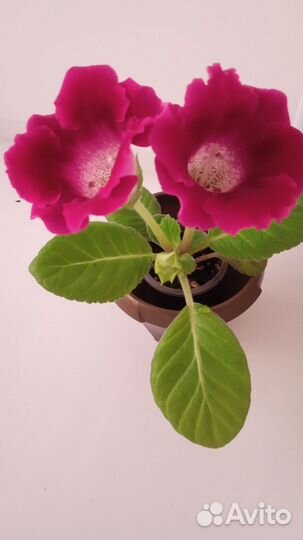 Глоксиния цветущая