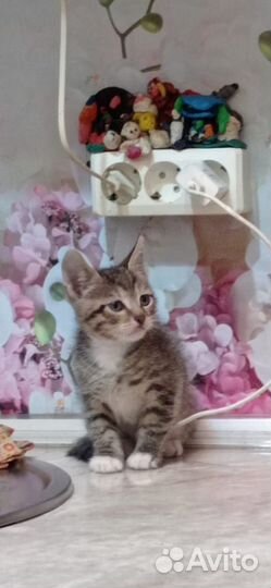 Котенок-тигрёнок