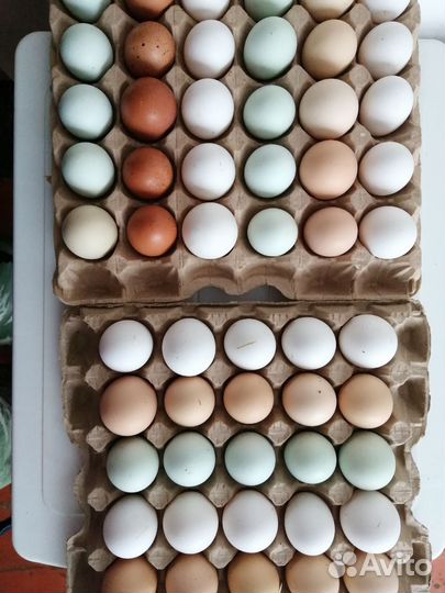 Инкубационное яйцо доминант.легорн(белый)