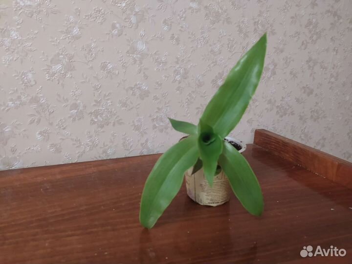 Растение золотой ус