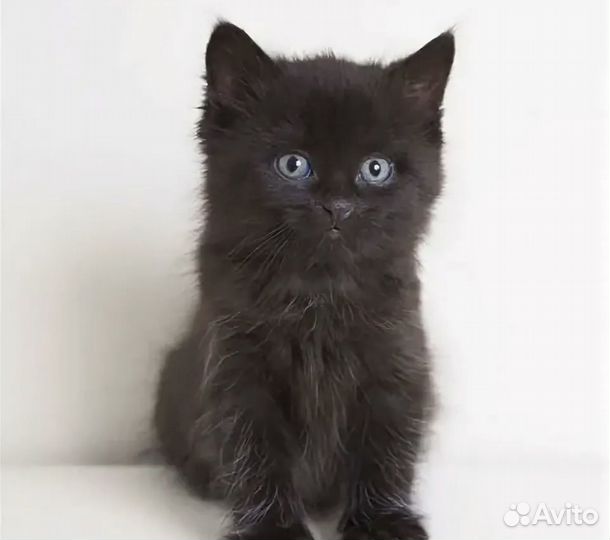 Котята в добрые руки даром