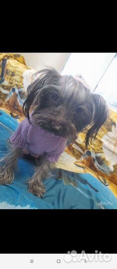 Йоркширский терьер