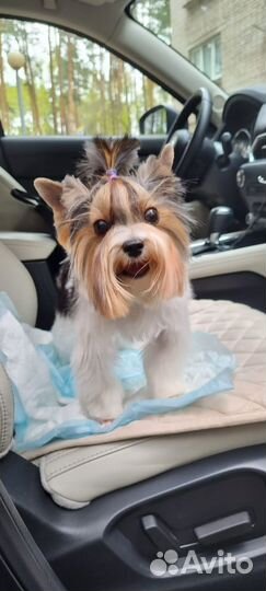 Щенки бивер-йорка