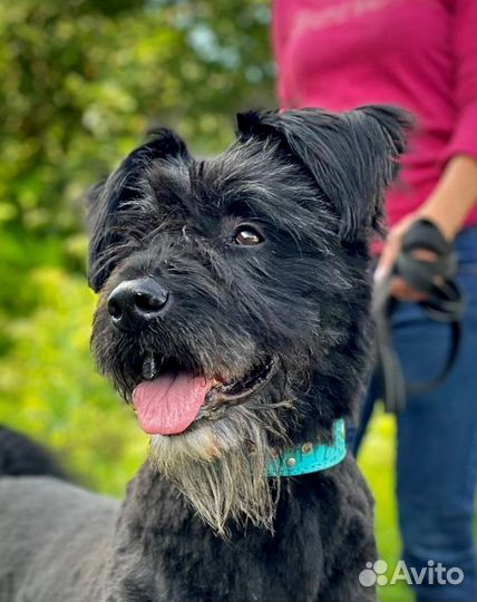 Альф собака в дар метис русского чёрного терьера