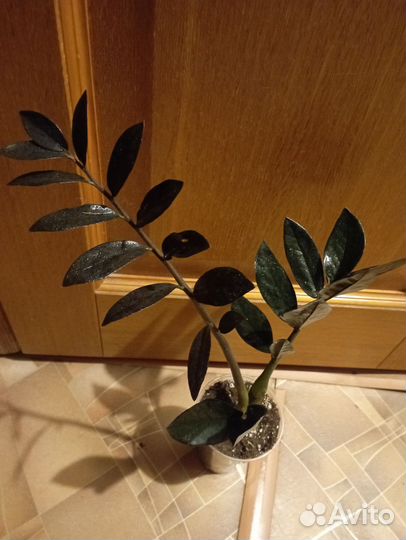 Замиокулькас равен и спатифиллум Нью Ван