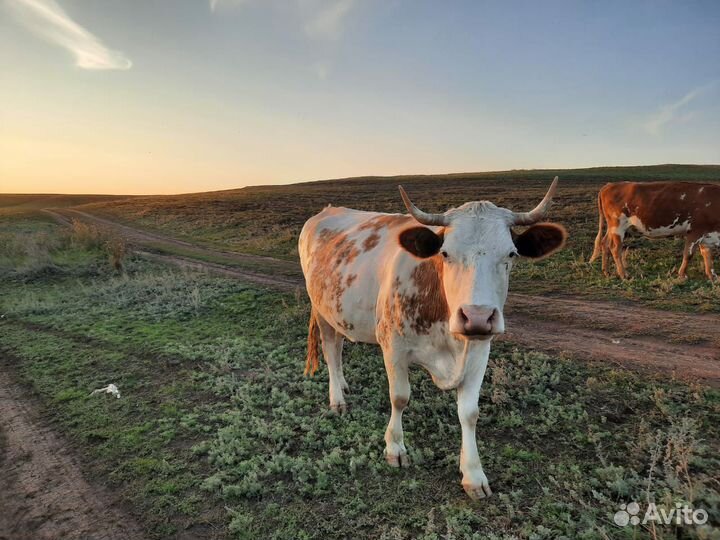 Корова молочная
