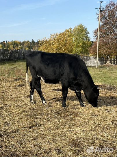 Стельная тёлка