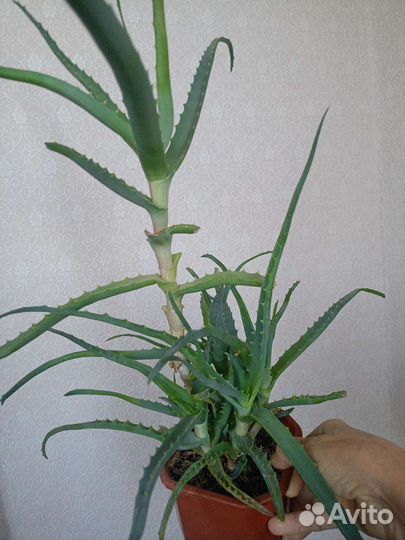 Алоэ столетник