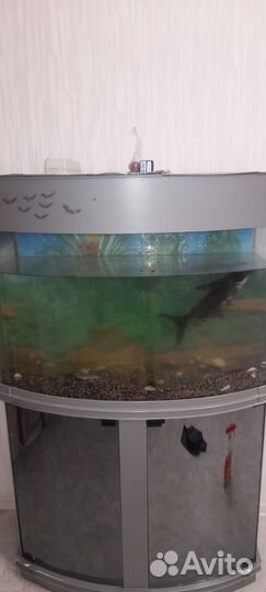 Аквариум