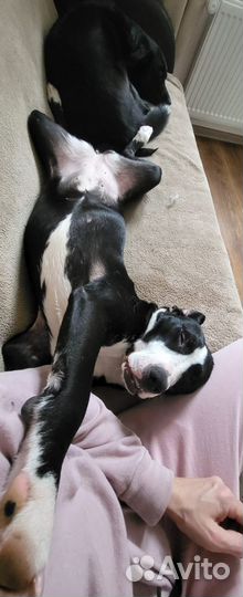 Молодая Триполи ищет дом. Дружит с кошками