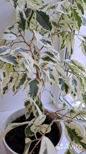 Фикус Де Гантель белый