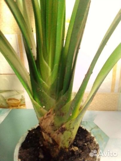 Кливия оранжевая