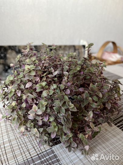 Комнатные растения