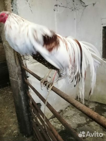 Куры йокогама петушок