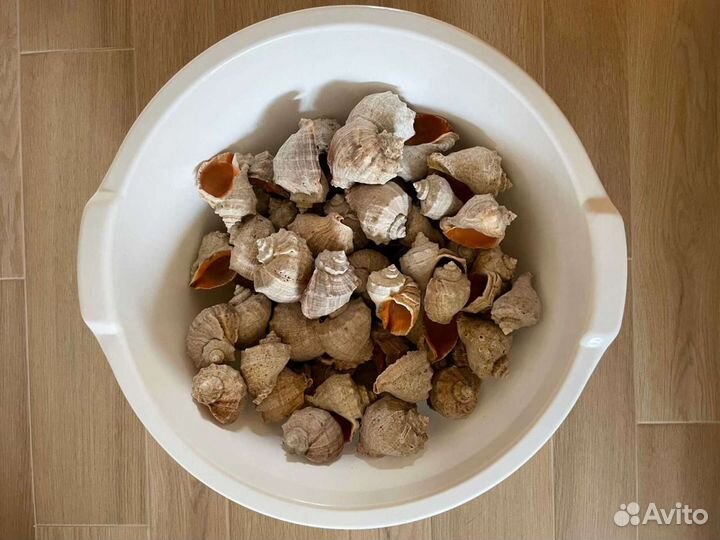 Раковины рапана