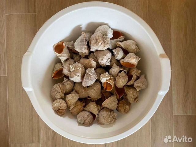 Раковины рапана