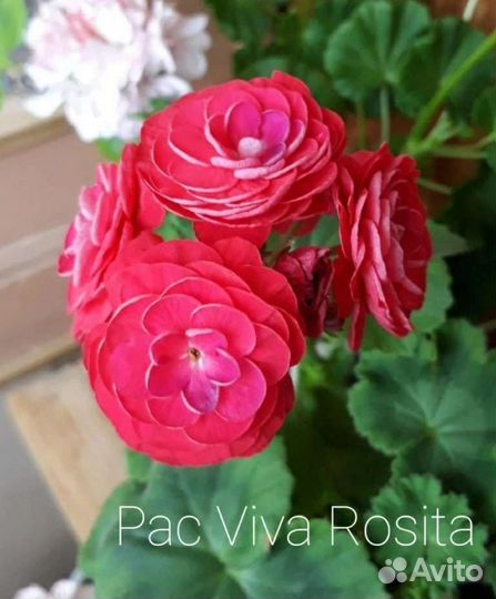 Пеларгония/герань сортовая