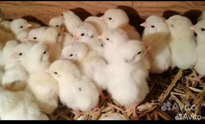 Цыплята бройлеры