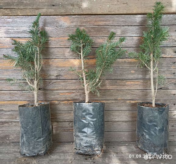 Пихта сибирская высотой 35-40 см возраст 6 лет