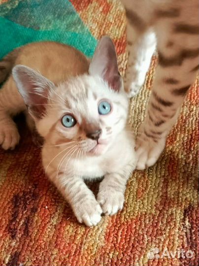 Бенгальские котята