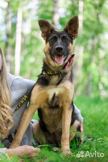 Щенок попал в приют