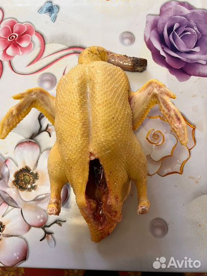 Домашние куры,петухи, индоутки,гуси и индюки