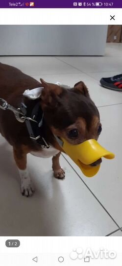 Намордник для собак мелких пород размер М