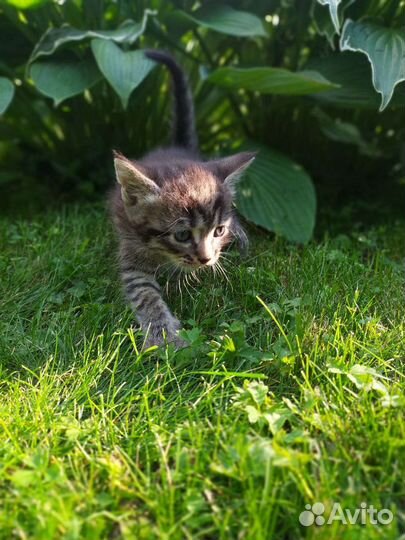 Котята отдам в добрые руки бесплатно