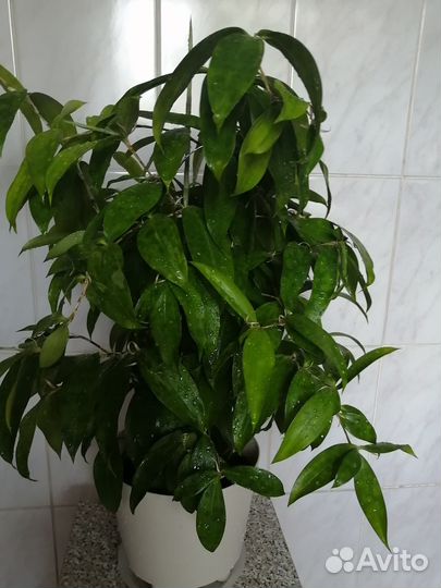 Драцена суркулоза