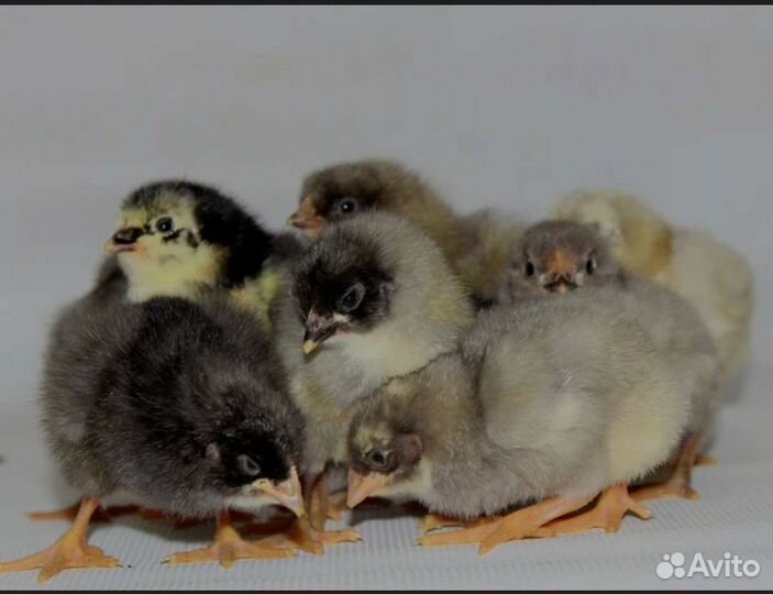 Цыплята