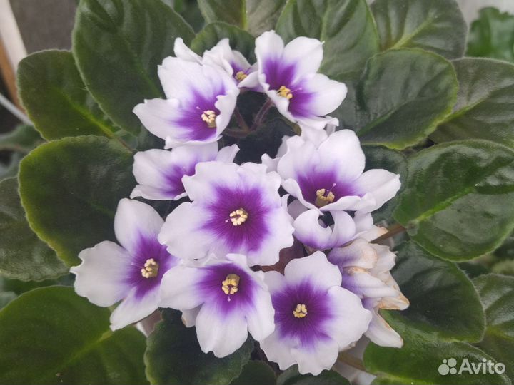 Сортовые фиалки