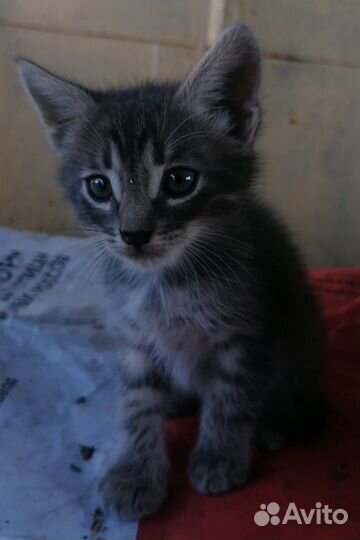 Отдадим котят в добрые руки