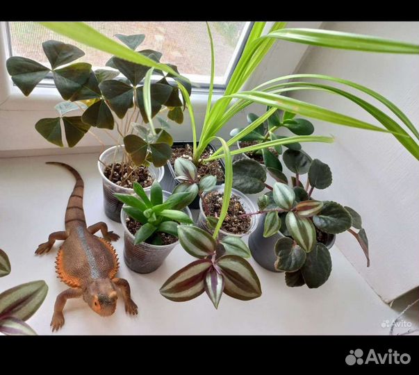 Набор комнатных растений 3шт за 100