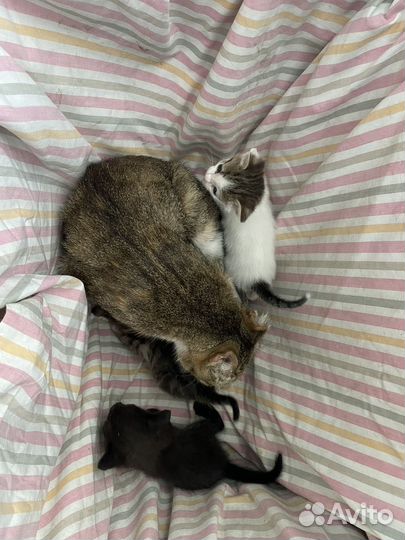 Кошка в дар