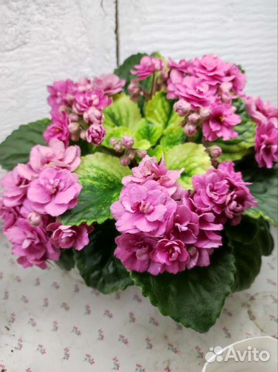 Сортовые фиалки