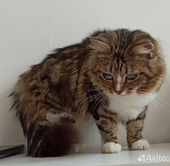 Кошка в дар