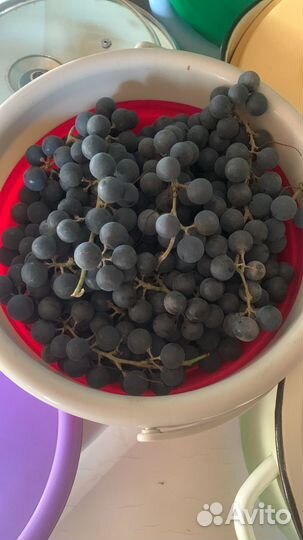 Винград местный Изабелла