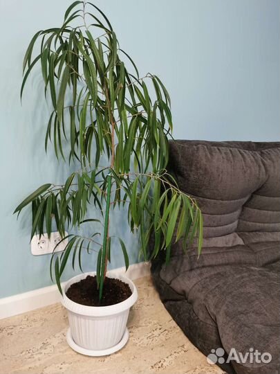 Фикус Биннендийка (Али)