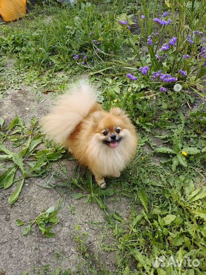 Девочка шпиц