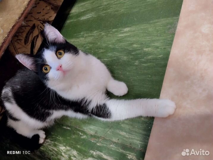 Подросток Милагрос в поисках дома