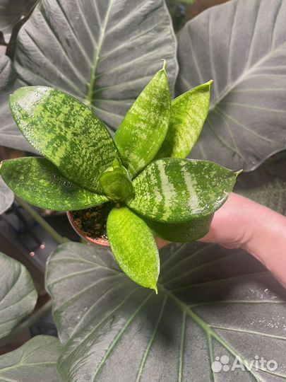 Излишки растений агава сансивиерия пилея