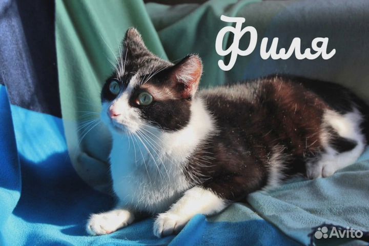 Животные из приюта ищут дом