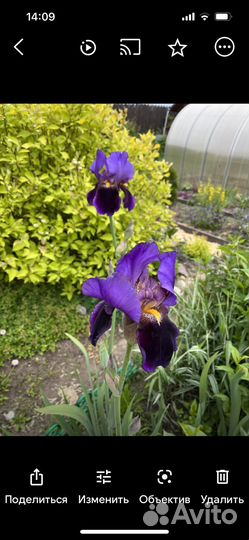 Ирисы сортовые