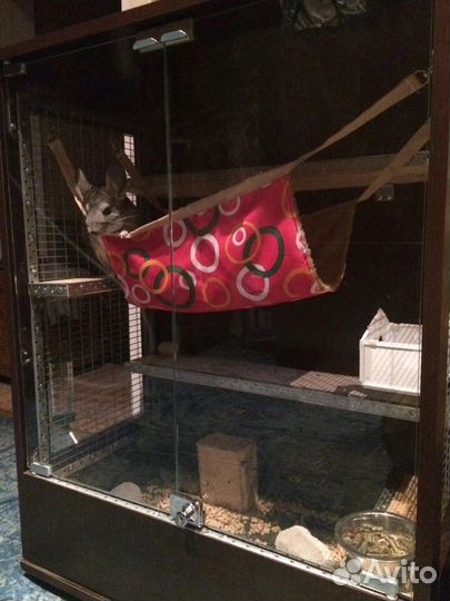 Витрина для шиншилл/грызунов бу
