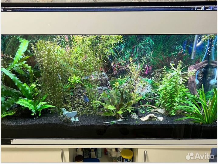 Аквариум с тумбой 250 литров