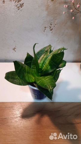 Сансевиерия ханни