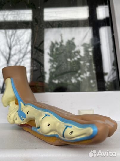 Анатомические Стопы